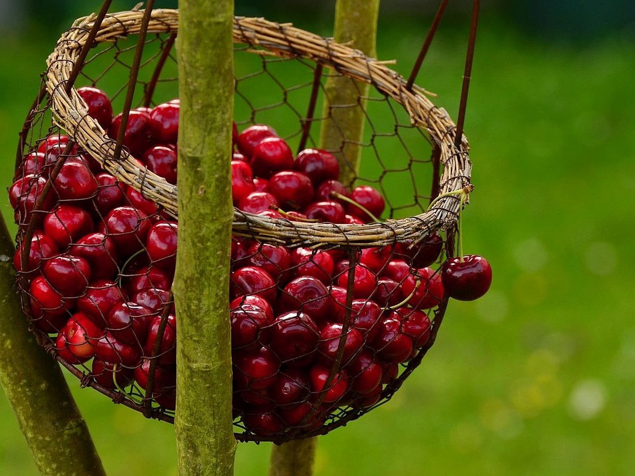 Pick Your Perfect Fruit Selection